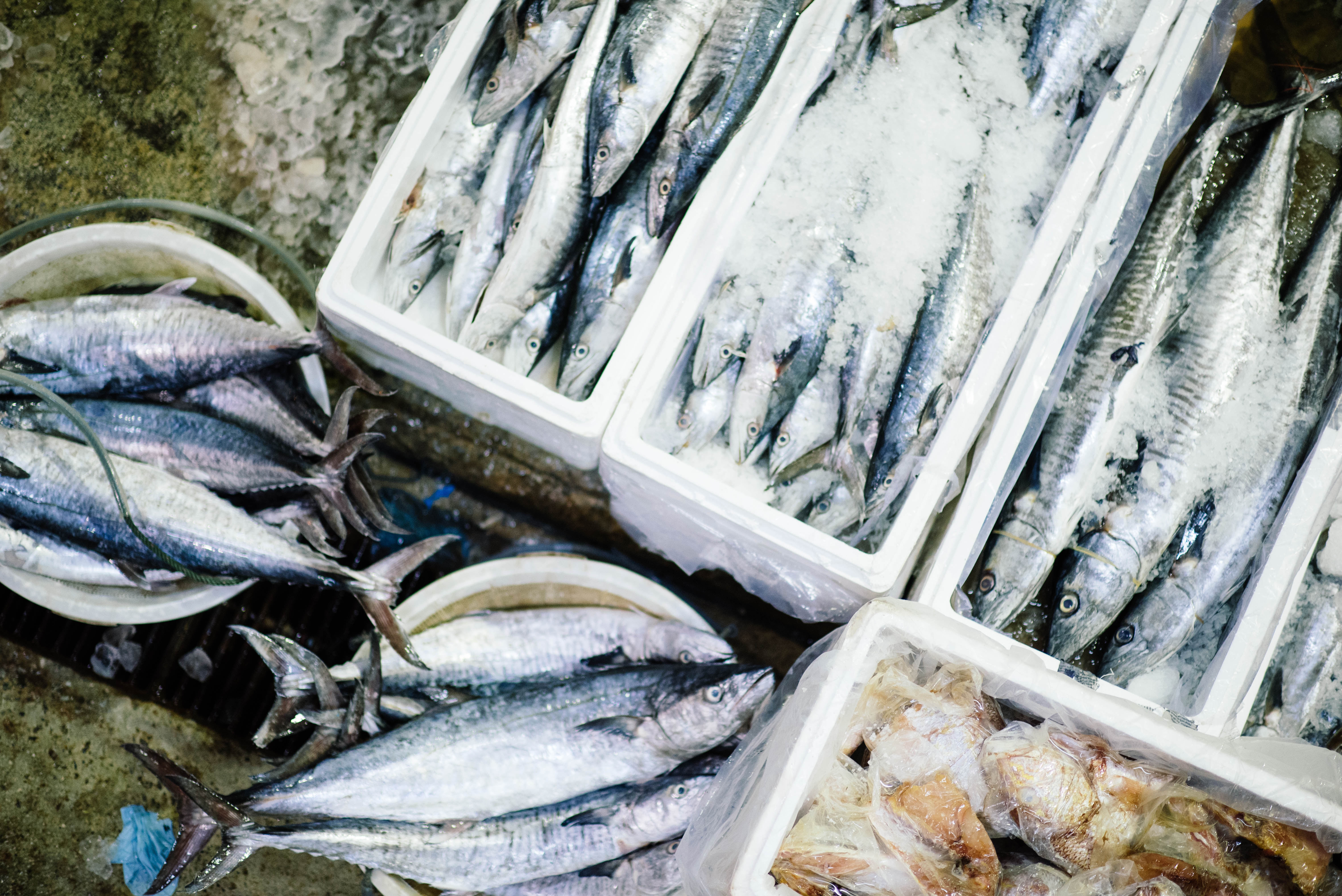 Fish, Omega 3
